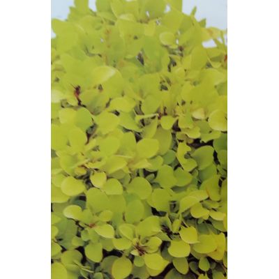 Berberis Thumbergii Tiny Gold 2L