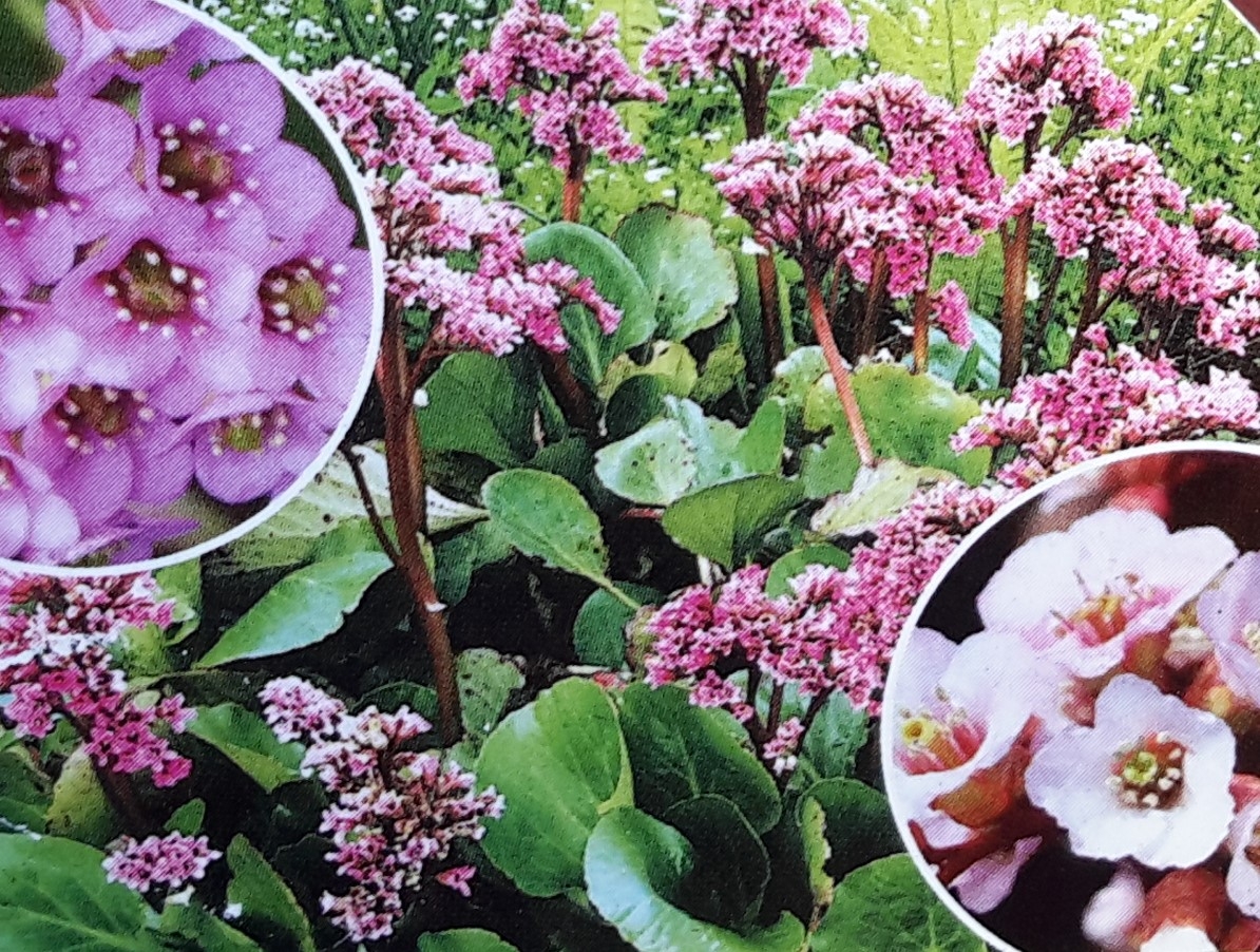 Bergenia Cordifolia 1L Windlestone Nursery & Garden Centre in
