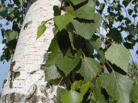 Betula Alba - 35L - 2.4m