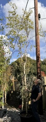 Betula Alba Spider Alley® High Std 65L