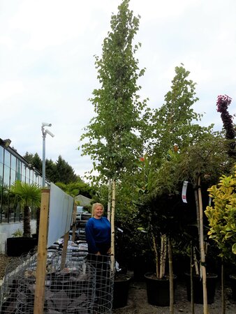 Betula Alba  (White Birch) - 100L  - image 1