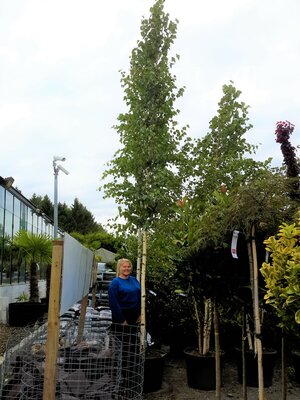 Betula Alba  (White Birch) - 100L - 4.5m