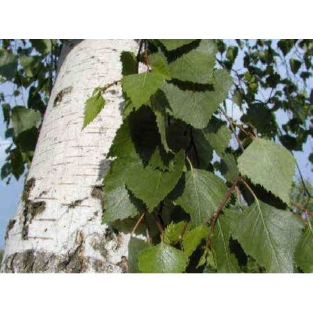 Betula Alba  (White Birch) - 100L  - image 2