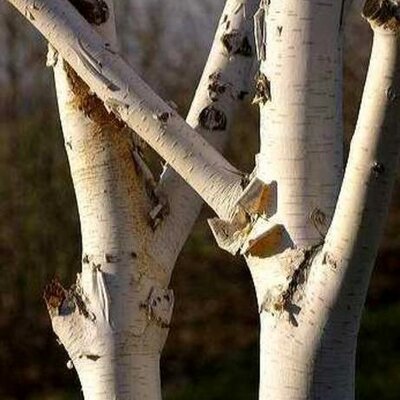Betula Alba (White Birch) - Multi stem - 35L - 3.5m