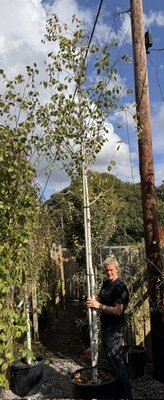 Betula Jacquemontii 65L