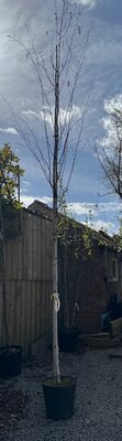 Betula Jaquemontii (Silver Birch) 30L 8-10