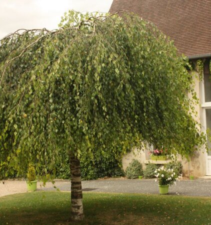 Betula Pendula Youngii - 180cm
