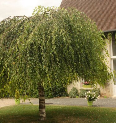Betula Pendula Youngii - 180cm
