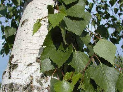 Betula Utilis (Himalayan/Silver Birch)