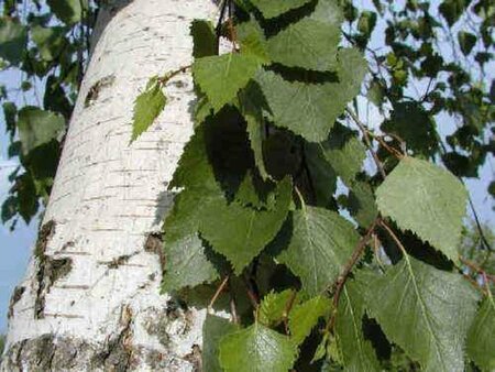 Betula Utilis (Himalayan/Silver Birch)