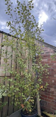 Betula Utilis (Himalayan/Silver Birch) Multistem 50L 