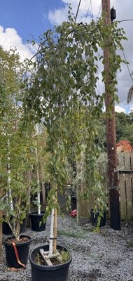 Betula Youngii Pendula 1/2 Std - 70L- 2.2m