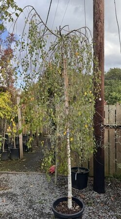 Betula Youngii Pendula High Standard 35L