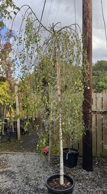 Betula Youngii Pendula High Standard 35L