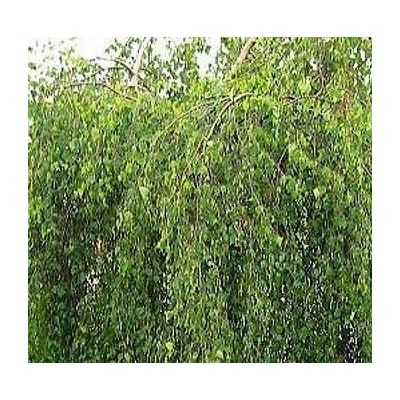 Betula Youngii Pendula (Weeping Birch) - 20L - 135cm