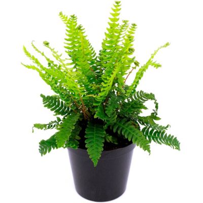 Blechnum Spicant - 2L (Deer Fern)