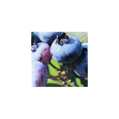 Blueberry - Vaccinium par 'Chippewa' - 3L