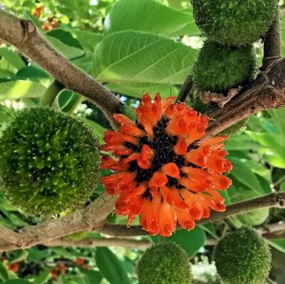 Broussonetia Papyifera 35L (Paper Mulberry)