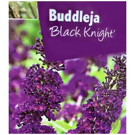 Buddleja Davidii Black Knight 1L