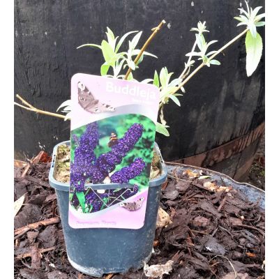 Buddleja Davidii Black Knight 2L