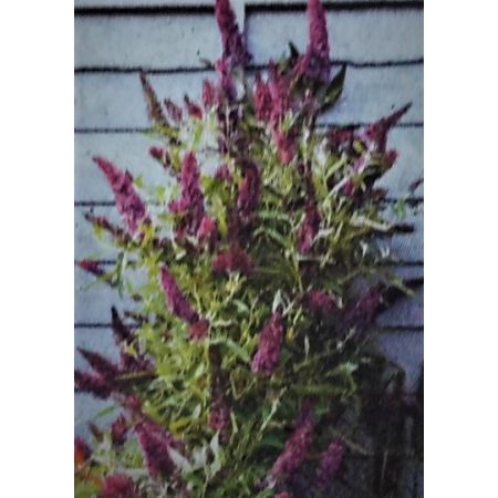 Buddleja Davidii Butterfly Tower - 9L (Butterfly Bush)