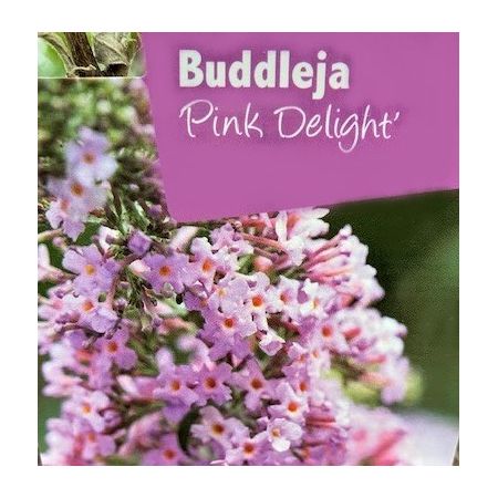 Buddleja Davidii Pink Delight 1L