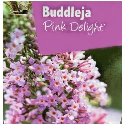 Buddleja Davidii Pink Delight 1L