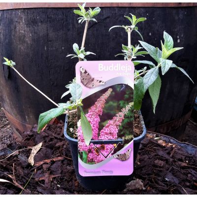 Buddleja Davidii Pink Delight 2L