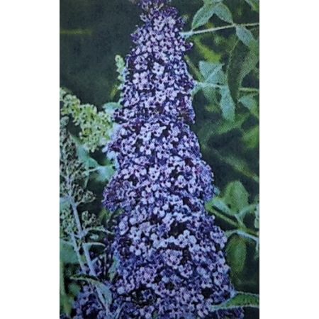 Buddleja Davidii Reve De Papillion Blue - 9L (Butterfly Bush)