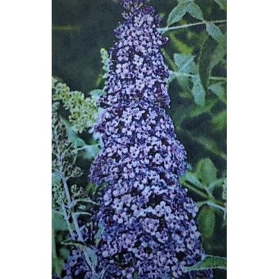 Buddleja Davidii Reve De Papillion Blue - 9L (Butterfly Bush)
