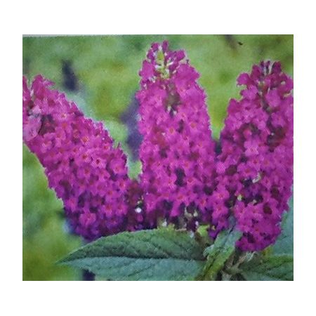 Buddleja Davidii Reve De Papillon Red 9L (Butterfly Bush)