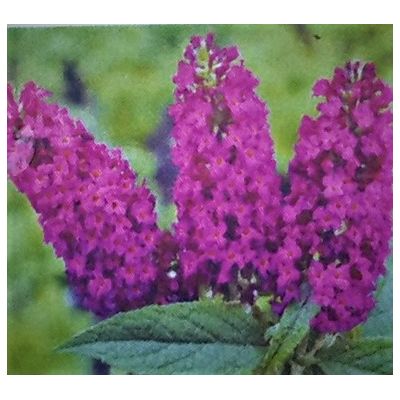Buddleja Davidii Reve De Papillon Red 9L (Butterfly Bush)