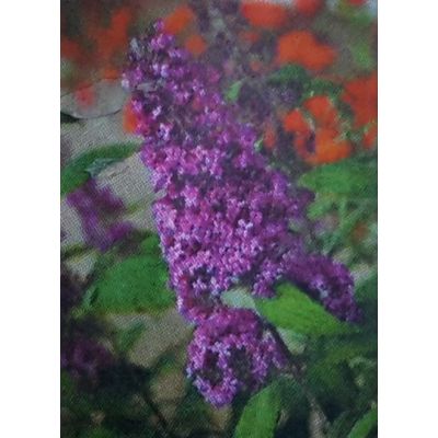 Buddleja Davidii Reve De Papillon Rose - 9L (Butterfly Bush)
