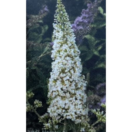Buddleja Davidii Reve De Papillon White - 9L (Butterfly Bush)