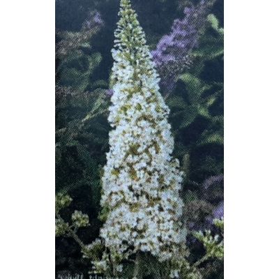 Buddleja Davidii Reve De Papillon White - 9L (Butterfly Bush)