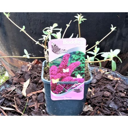 Buddleja Davidii 'Royal Red' 2L