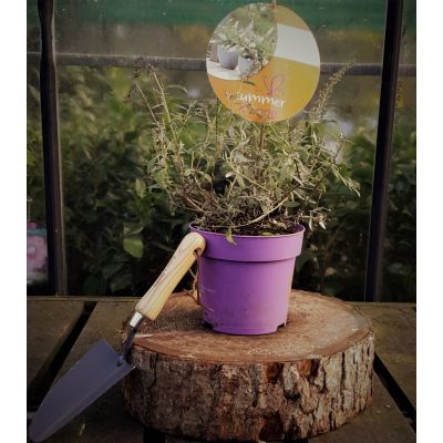 Buddleja Davidii Summer Lounge (Butterfly Bush) 2L