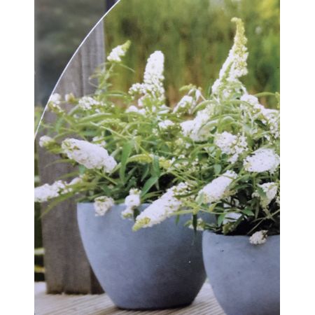 Buddleja Davidii Summer Lounge (Butterfly Bush) 2L - image 2