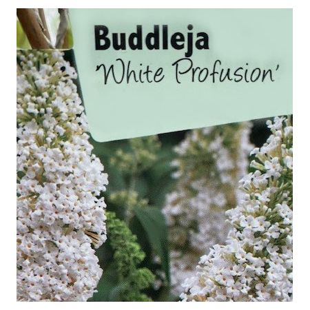 Buddleja Davidii White Profusion 1L