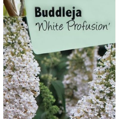 Buddleja Davidii White Profusion 1L