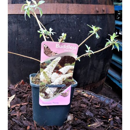 Buddleja Davidii 'White Profusion' 2L