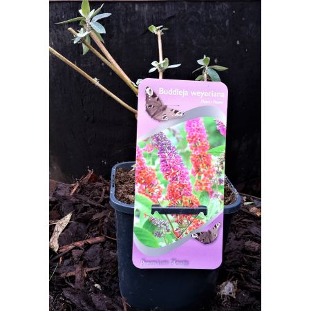 Buddleja weyeriana 'Flower Power' 2L