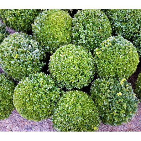 Buxus Sempervirens Ball 10L (Box Ball) - image 2