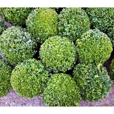 Buxus Sempervirens Ball 10L (Box Ball) - image 2