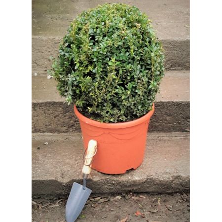 Buxus Sempervirens Ball 10L (Box Ball) - image 1
