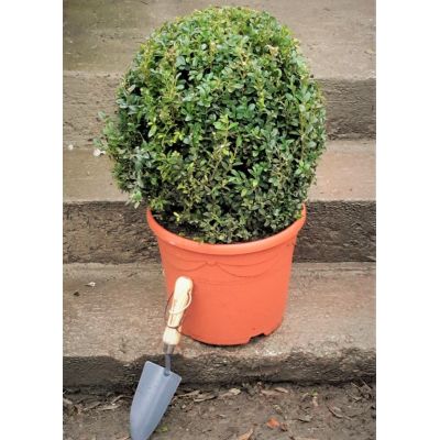 Buxus Sempervirens Ball 10L (Box Ball)