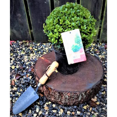 Buxus Sempervirens Ball 2L (Box Ball)
