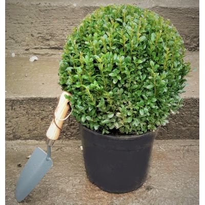 Buxus Sempervirens Ball 5L (Box Ball)