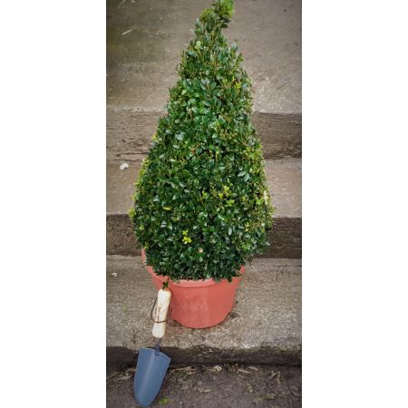 Buxus Sempervirens Cone - 10L (Box cone)
