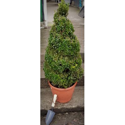 Buxus Sempervirens Spiral - 10L (Box Ball)
